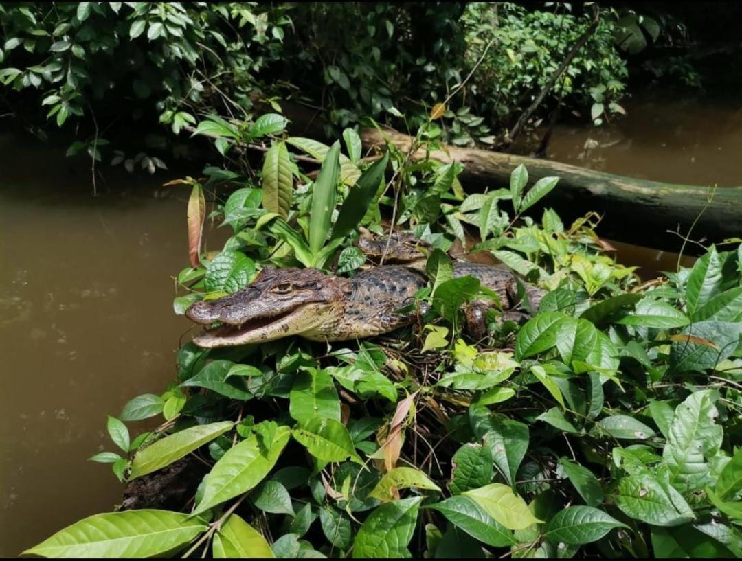 Casa Marbella Villa Tortuguero Exterior foto
